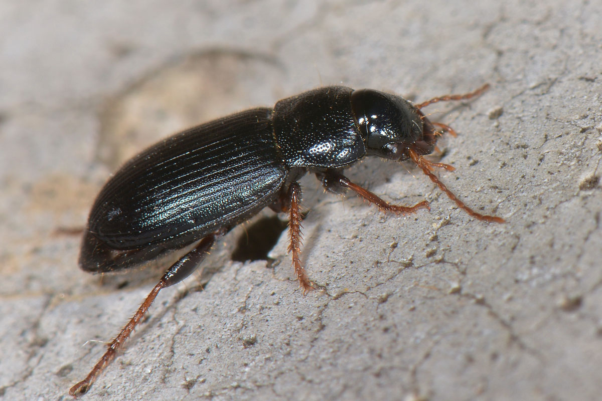 Carabidae:  Ophonus azureus? no, O. cribricollis